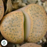 Lithops fulviceps C220 / 40 seeds